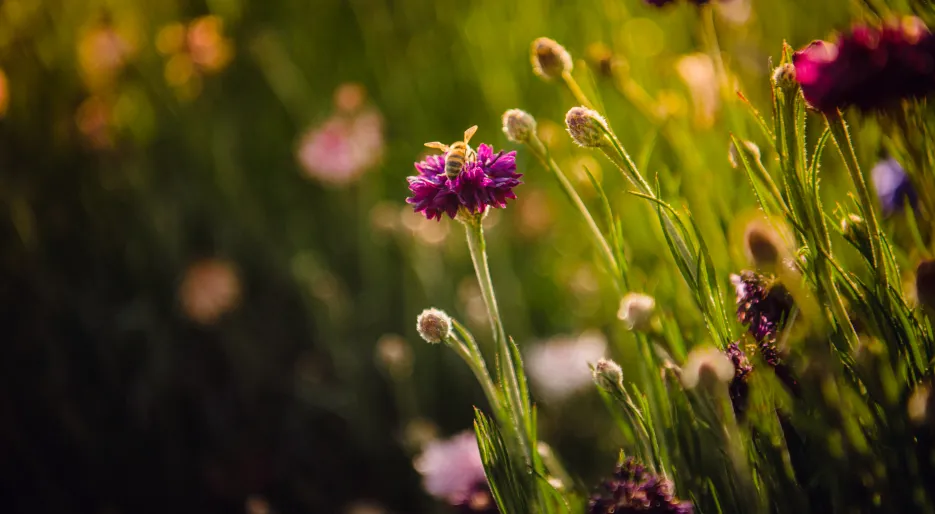 DagenhamGreen_Park_Lifestyle_Nature